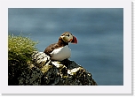 Atlantic Puffin lunni_7575 * 800 x 544 * (326KB)